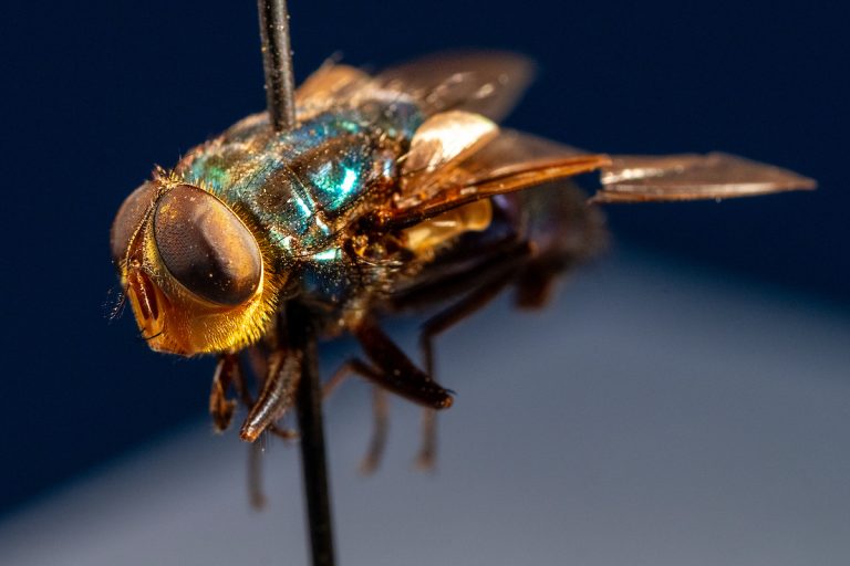 New World screwworm fly (Cochliomyia hominivorax) on Friday, Jun 06, 2025, in College Station, Texas. (Michael Miller/Texas A&M AgriLife)