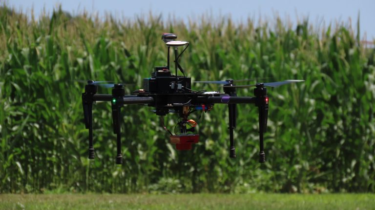 Drone in a corn field. (K-State Research and Extension)
