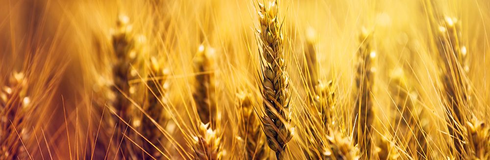 Golden wheat in field. (Adobe Stock-#142076974 │ Bits and Splits)