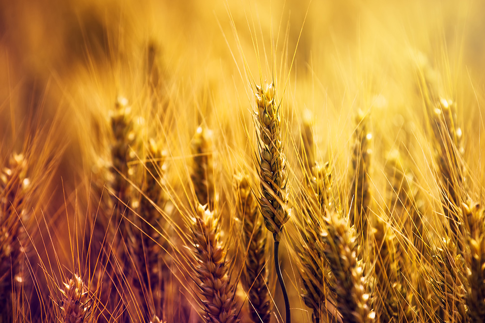 Golden wheat in field. (Adobe Stock-#142076974 │ Bits and Splits)