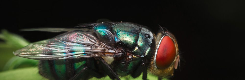 Fly on on green leaf. (Adobe Stock-#284696706 │ thithawat)