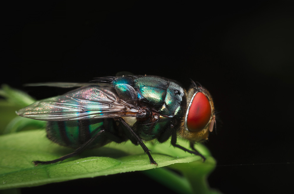 Fly on on green leaf. (Adobe Stock-#284696706 │ thithawat)
