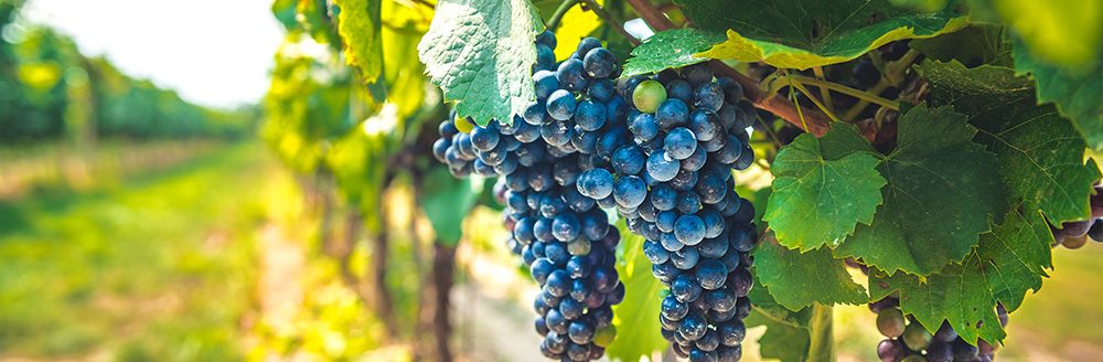 Grape field growing for wine. Vineyard hills. Summer scenery with wineyard rows. (Adobe Stock-#408394615 │ Zedspider)