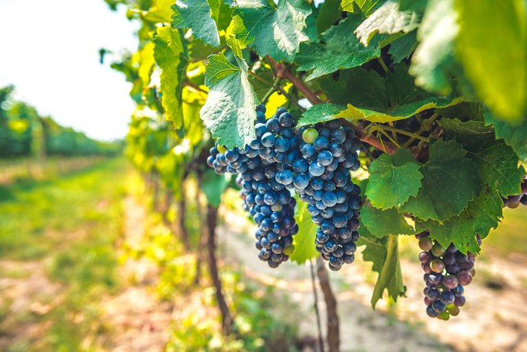 Grape field growing for wine. Vineyard hills. Summer scenery with wineyard rows. (Adobe Stock-#408394615 │ Zedspider)