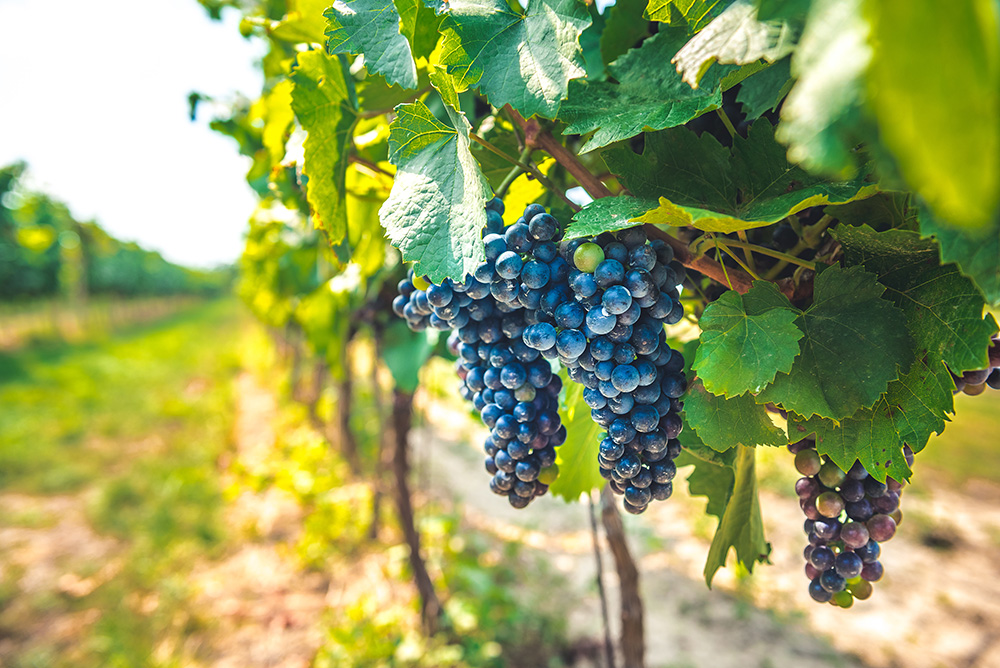 Grape field growing for wine. Vineyard hills. Summer scenery with wineyard rows. (Adobe Stock-#408394615 │ Zedspider)
