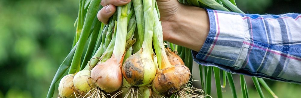A bunch of fresh onions in the hands of a farmer. (Adobe Stock-#443296801 │ Anna)
