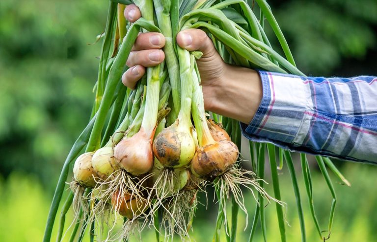 A bunch of fresh onions in the hands of a farmer. (Adobe Stock-#443296801 │ Anna)