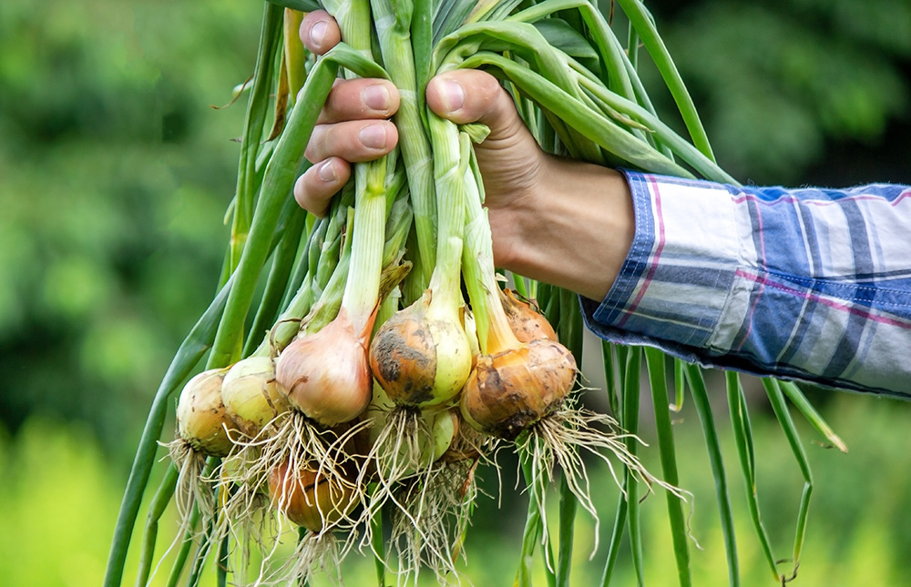 A bunch of fresh onions in the hands of a farmer. (Adobe Stock-#443296801 │ Anna)