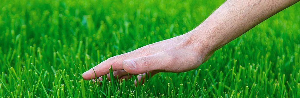 Lawn grass and the hand of a male farmer. (Adobe Stock-#601138487 │ yanadjan)