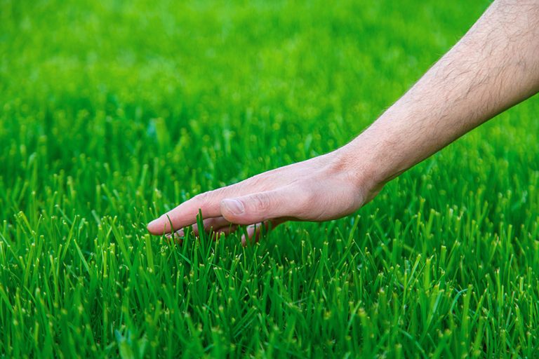 Lawn grass and the hand of a male farmer. (Adobe Stock-#601138487 │ yanadjan)