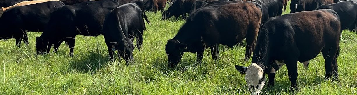Photo courtesy of Center for Grazinglands and Ranch Management.