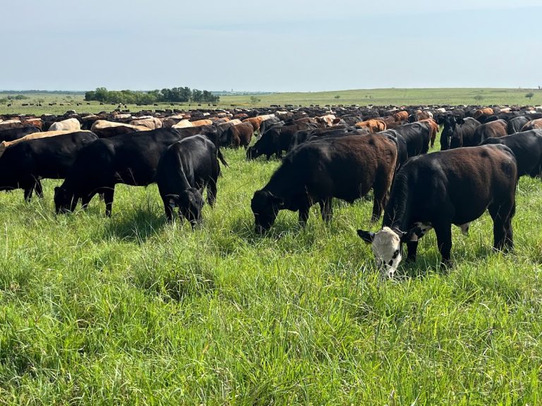 Photo courtesy of Center for Grazinglands and Ranch Management.