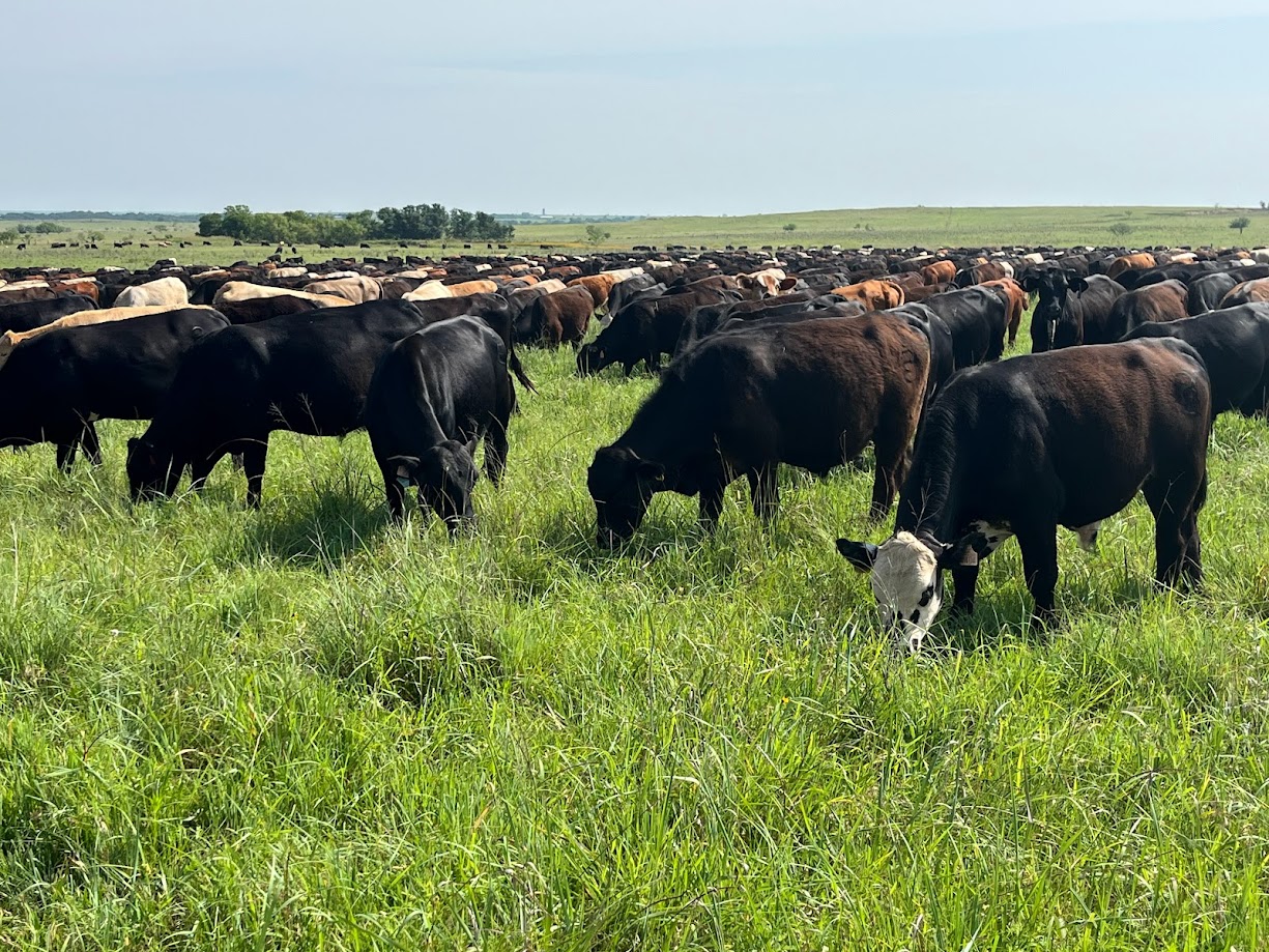 Photo courtesy of Center for Grazinglands and Ranch Management.