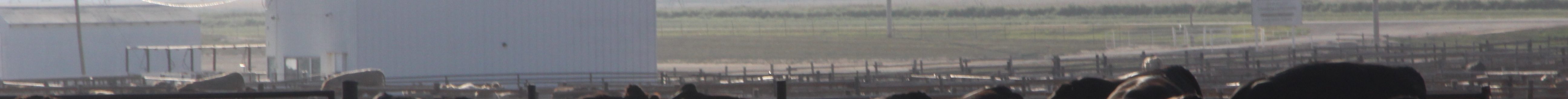 The latest cattle on feed report, issued May 22 by the U.S. Department of Agriculture’s Natural Agricultural Statistics Service, was about what most ag economists expected. This file photo is from Hy-Plains Feedyard, LLC, taken in 2024. (Journal photo by Dave Bergmeier.)