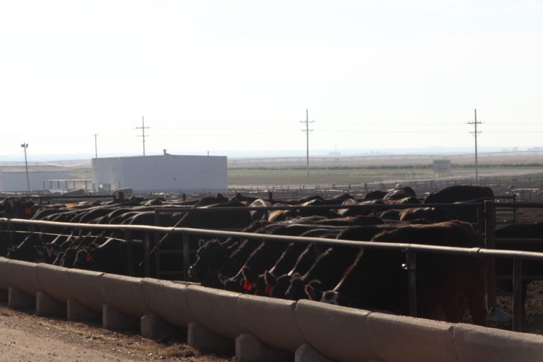 The latest cattle on feed report, issued May 22 by the U.S. Department of Agriculture’s Natural Agricultural Statistics Service, was about what most ag economists expected. This file photo is from Hy-Plains Feedyard, LLC, taken in 2024. (Journal photo by Dave Bergmeier.)