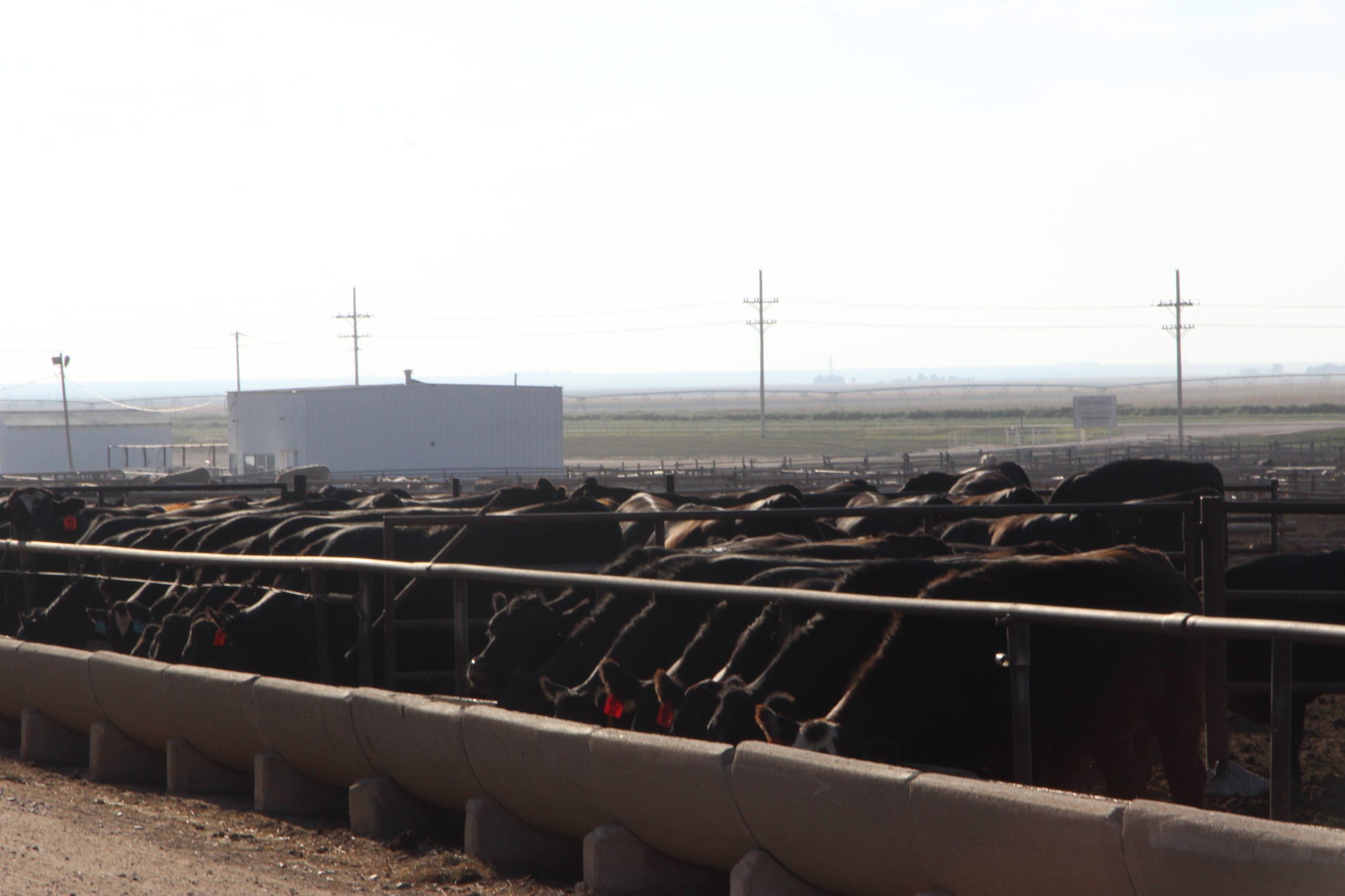 The latest cattle on feed report, issued May 22 by the U.S. Department of Agriculture’s Natural Agricultural Statistics Service, was about what most ag economists expected. This file photo is from Hy-Plains Feedyard, LLC, taken in 2024. (Journal photo by Dave Bergmeier.)