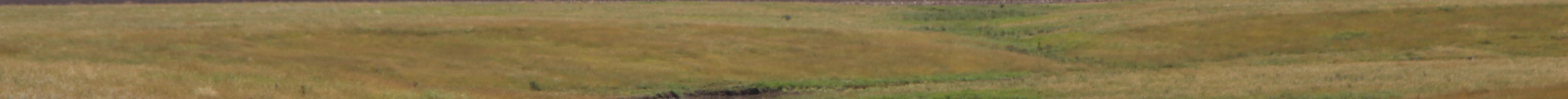 New World screwworm has dominated news cycles as ranchers and livestock economists say producers have been ramping up for the unwelcome pest. (Journal photo by Dave Bergmeier.)