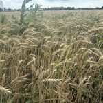A wheat field near Hutchinson, Kansas, awaits cutting, as drought and other pressures will make it a challenging harvest. (Journal photo by Dave Bergmeier.)