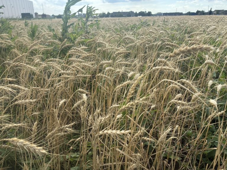 A wheat field near Hutchinson, Kansas, awaits cutting, as drought and other pressures will make it a challenging harvest. (Journal photo by Dave Bergmeier.)