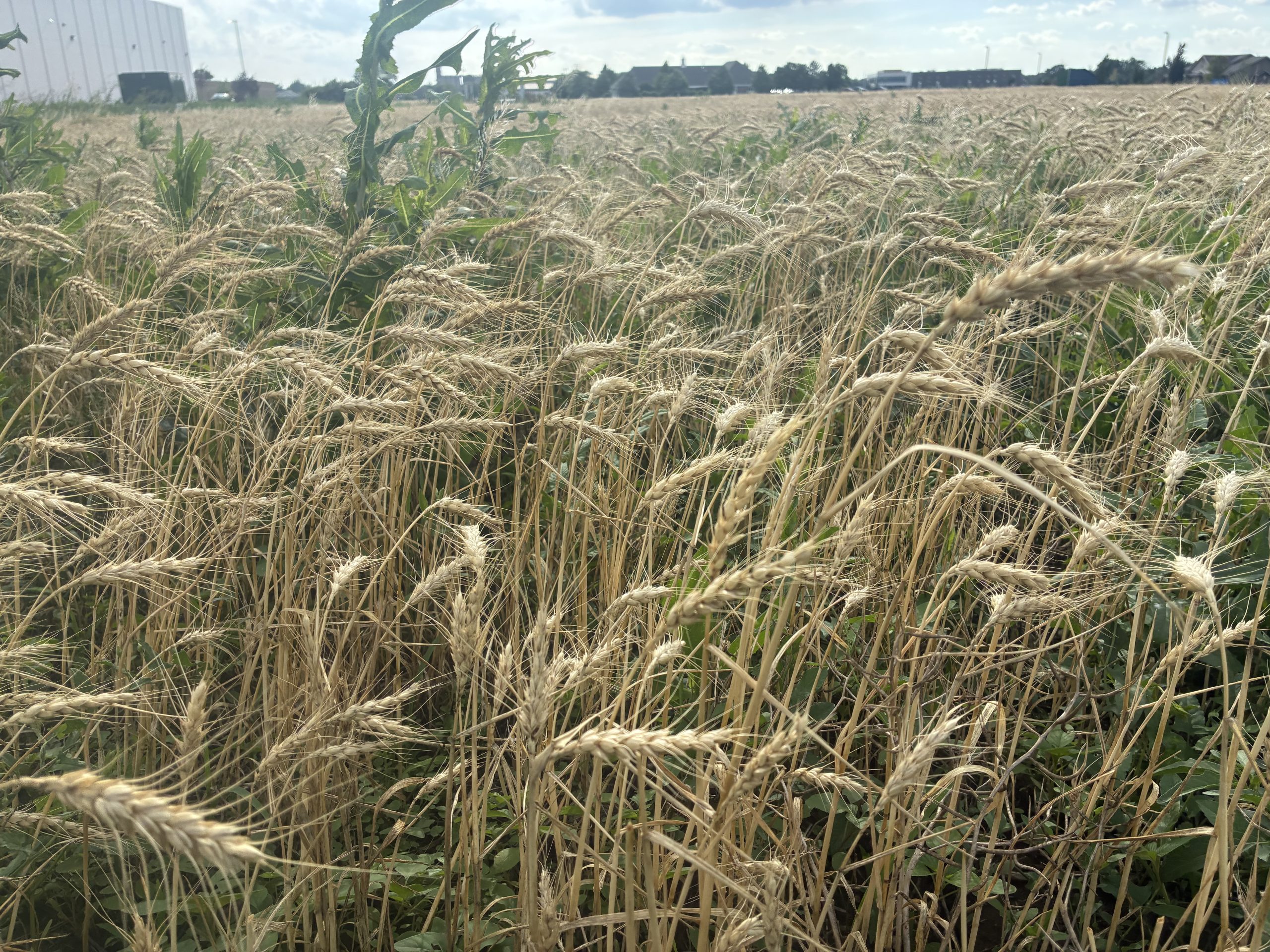 A wheat field near Hutchinson, Kansas, awaits cutting, as drought and other pressures will make it a challenging harvest. (Journal photo by Dave Bergmeier.)