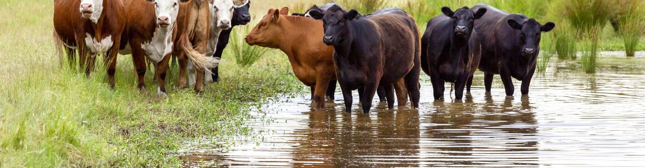 Herd of cows standing in pond, cooling down. (iStock-#1312534386 │ imamember)