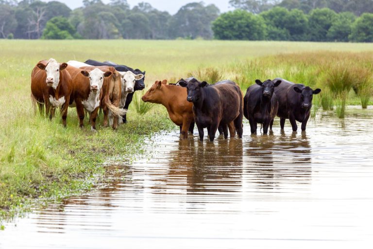Herd of cows standing in pond, cooling down. (iStock-#1312534386 │ imamember)