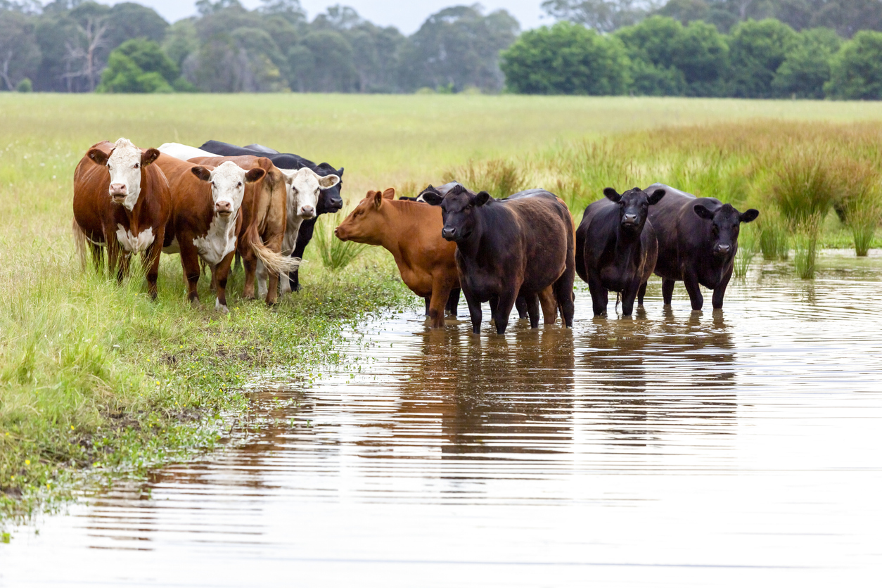 Herd of cows standing in pond, cooling down. (iStock-#1312534386 │ imamember)