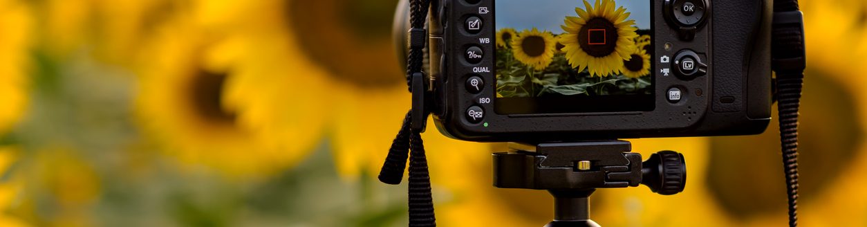 Process of taking photo of sunflowers field. (iStock-#1404719412 │ Dejan Ilic)