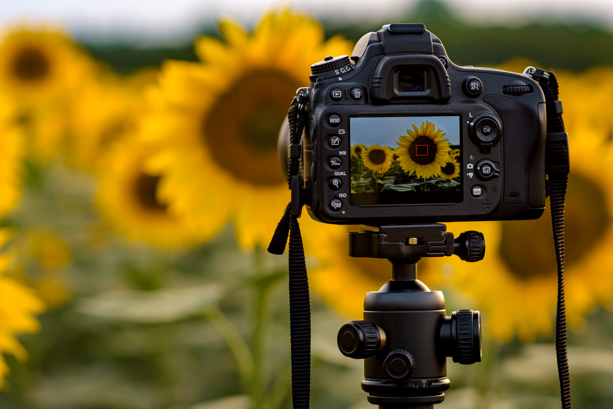 Process of taking photo of sunflowers field. (iStock-#1404719412 │ Dejan Ilic)