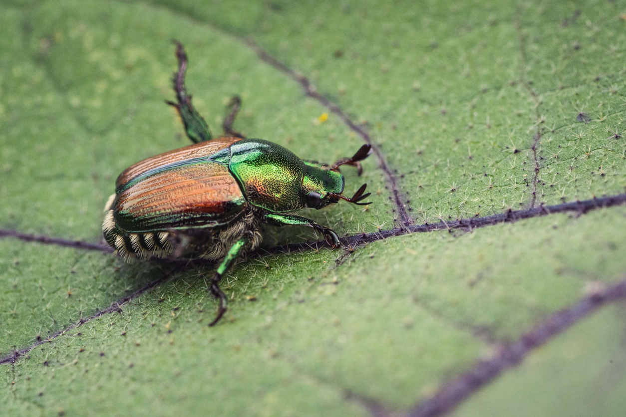 Japanese beetle on a leaf. (iStock-#1449888069 │ Wirestock)