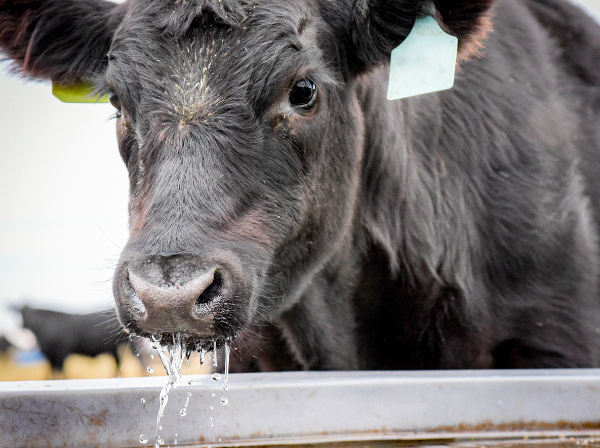 Beef cow enjoys drink of water. (iStock-#1721673716 │ Timothy Vining)