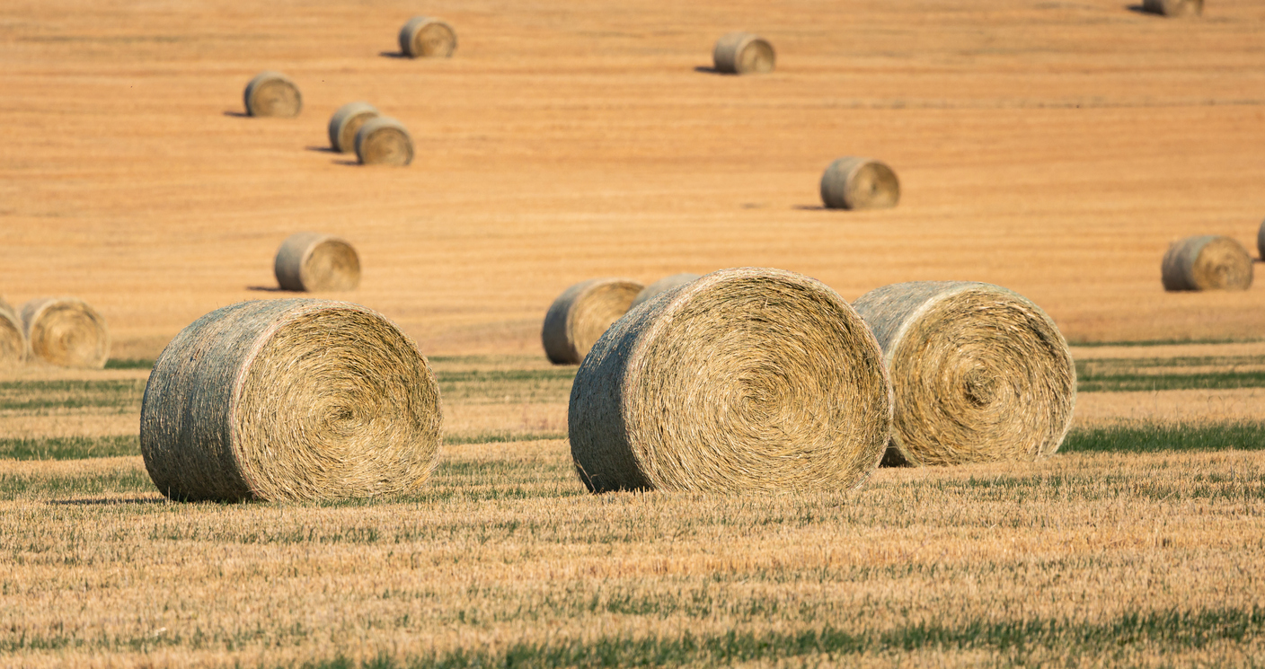 Golden hay bales scattered across expansive fields. (iStock-#2188805605 │ edb3_16)
