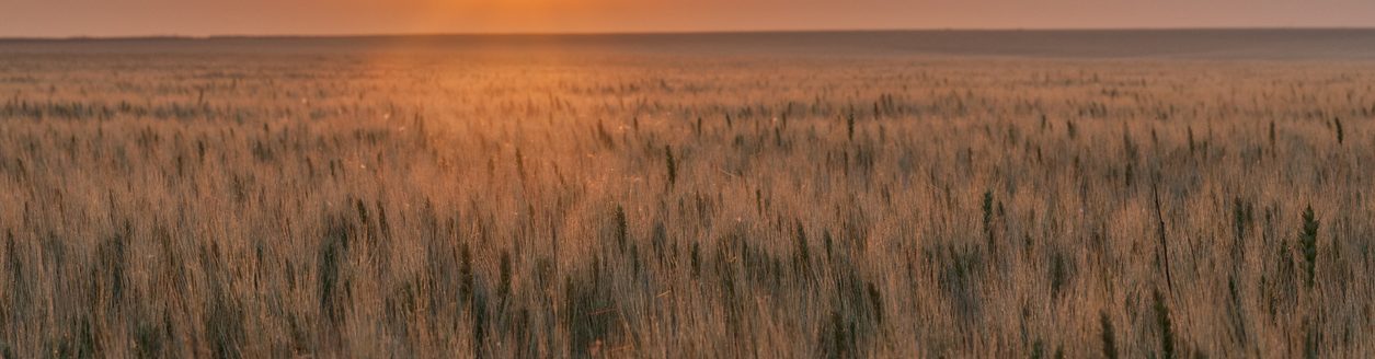The sun is setting with an orange glow over a field of ripe wheat on the great plains of the United States. (iStock-#498449035 │ dmfoss)