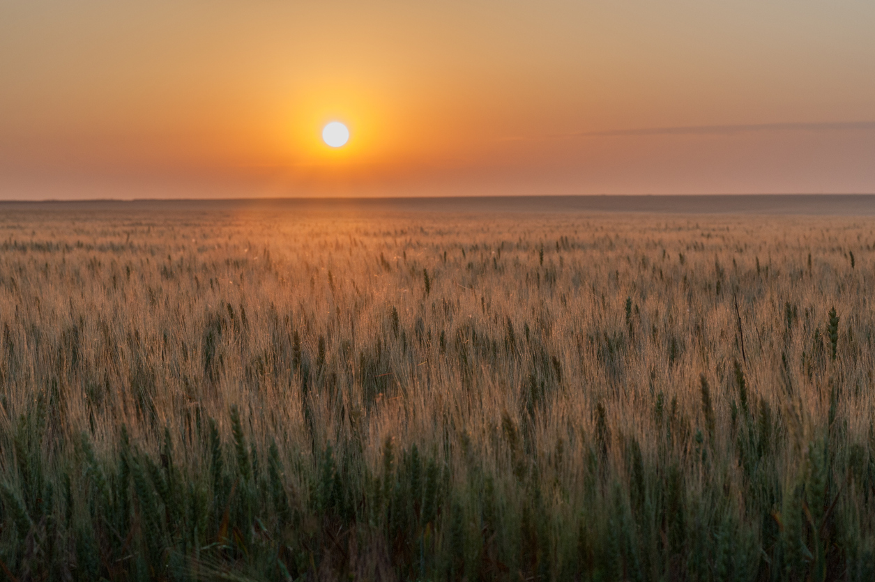 The sun is setting with an orange glow over a field of ripe wheat on the great plains of the United States. (iStock-#498449035 │ dmfoss)