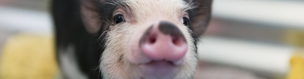 Closeup of baby pig. (iStock-#586714878 │ HadelProductions)