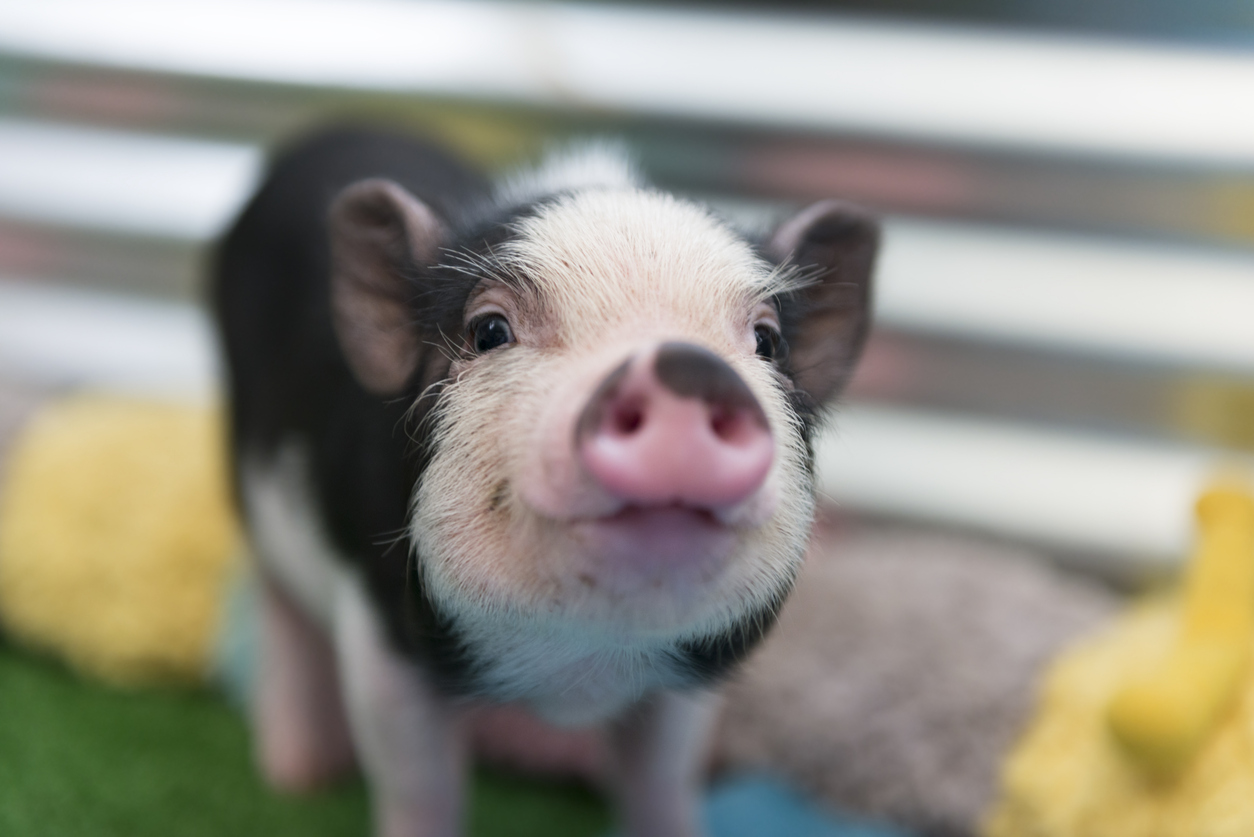 Closeup of baby pig. (iStock-#586714878 │ HadelProductions)