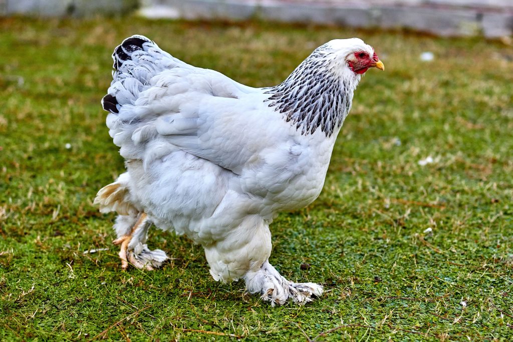 Breaking down the breed: Brahma 