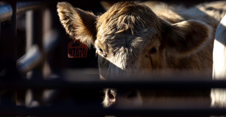 After 25 years, Oklahoma State University Extension is announcing the conclusion of the Oklahoma Quality Beef Network. (Photo by Mitchell Alcala, OSU Agriculture)