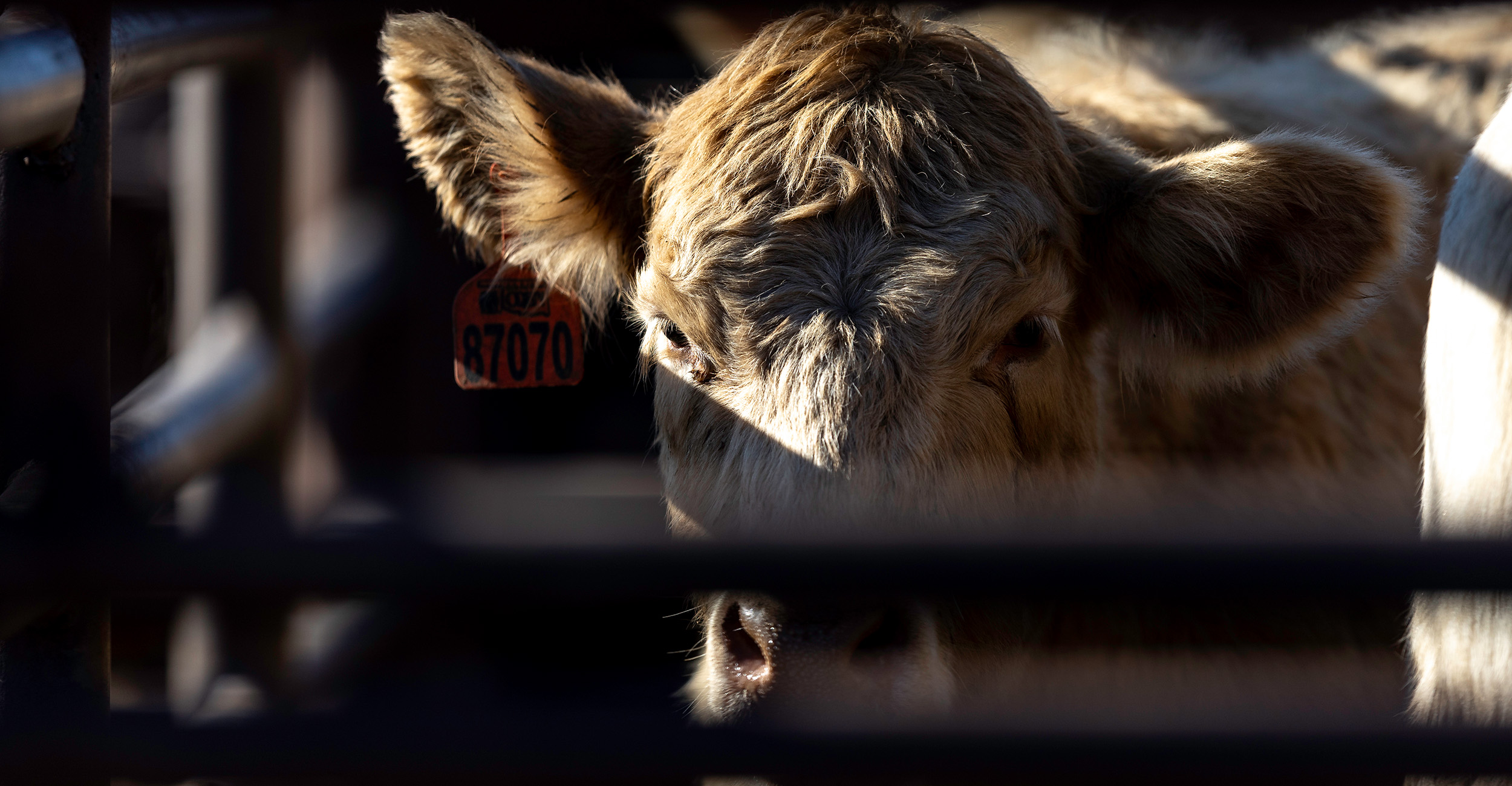 After 25 years, Oklahoma State University Extension is announcing the conclusion of the Oklahoma Quality Beef Network. (Photo by Mitchell Alcala, OSU Agriculture)