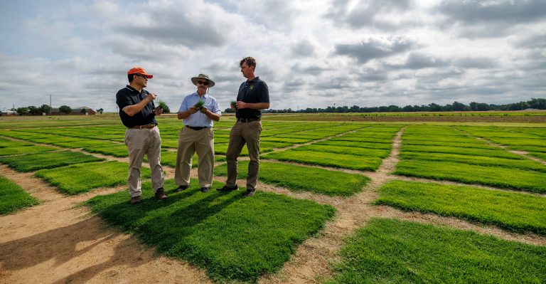 The World Cup Final will be played on Tahoma 31, a warm-season bermudagrass developed by OSU Agriculture researchers that has become the industry standard for sports complexes worldwide. (Photo by Mitchell Alcala, OSU Agriculture)