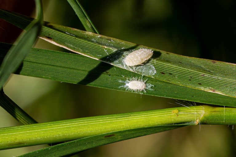Male and female pasture mealybugs side by side on blades of grass. (Hannah Harrison/Texas A&M AgriLife)