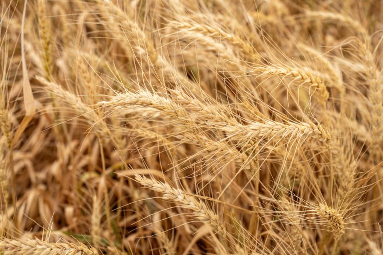 Texas wheat producers faced myriad challenges this growing season between drought, diseases and pests. (Hannah Harrison/Texas A&M AgriLife)
