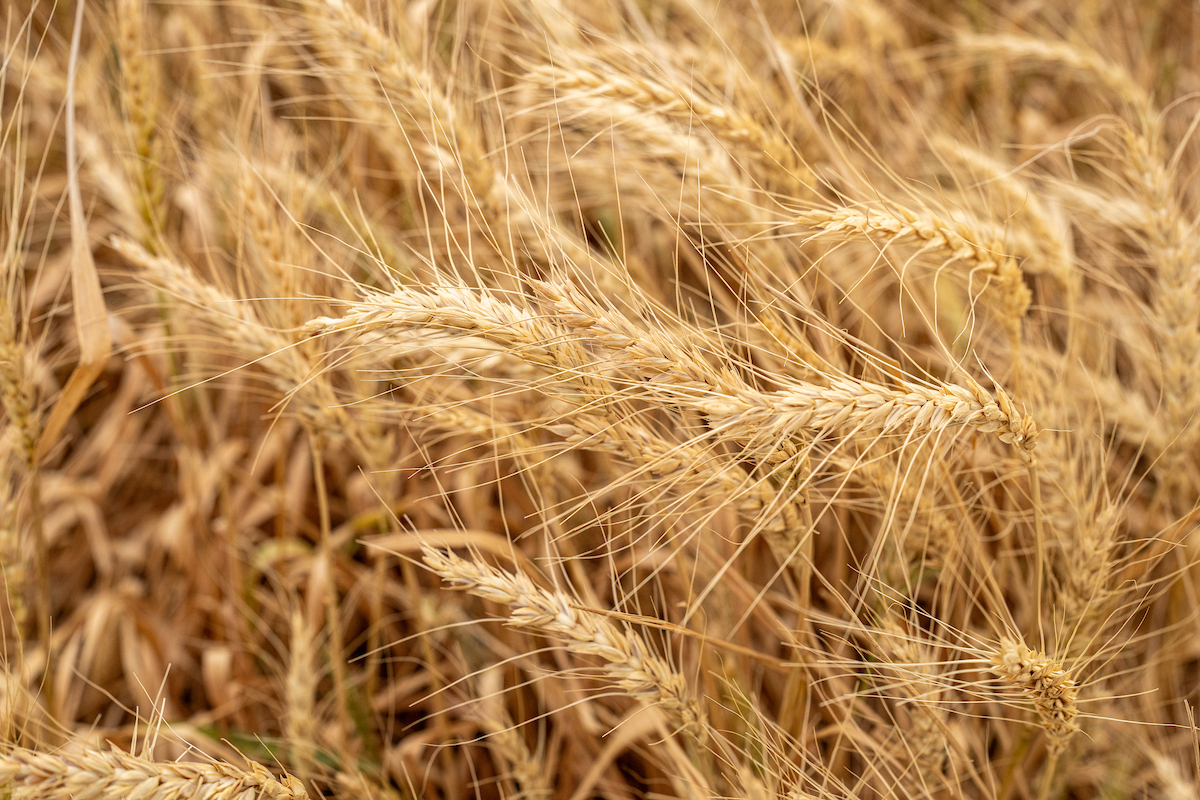 Texas wheat producers faced myriad challenges this growing season between drought, diseases and pests. (Hannah Harrison/Texas A&M AgriLife)