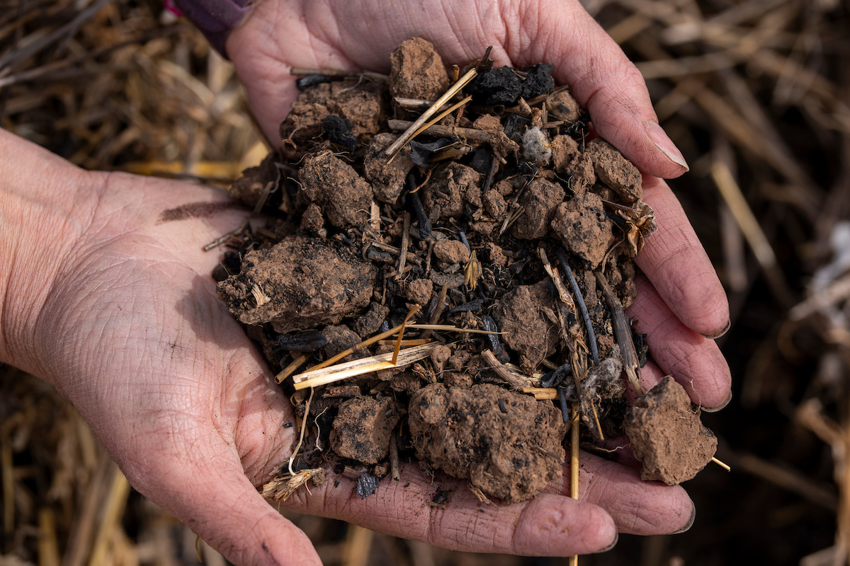 Carolina Brandani holds soil on Wednesday, May 20, 2026, in Canyon, Texas. (Michael Miller\/Texas A&M AgriLife)