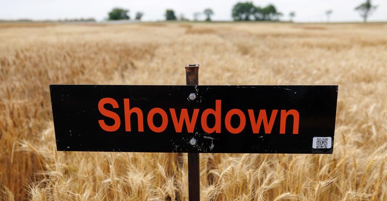 The Oklahoma State University wheat variety Showdown is a popular one for producers, including Fred Schmedt of Altus, Oklahoma. Schmedt utilizes the OSU Wheat Variety Trials results to make planting decisions each year. (Photo by Mitchell Alcala, OSU Agriculture)