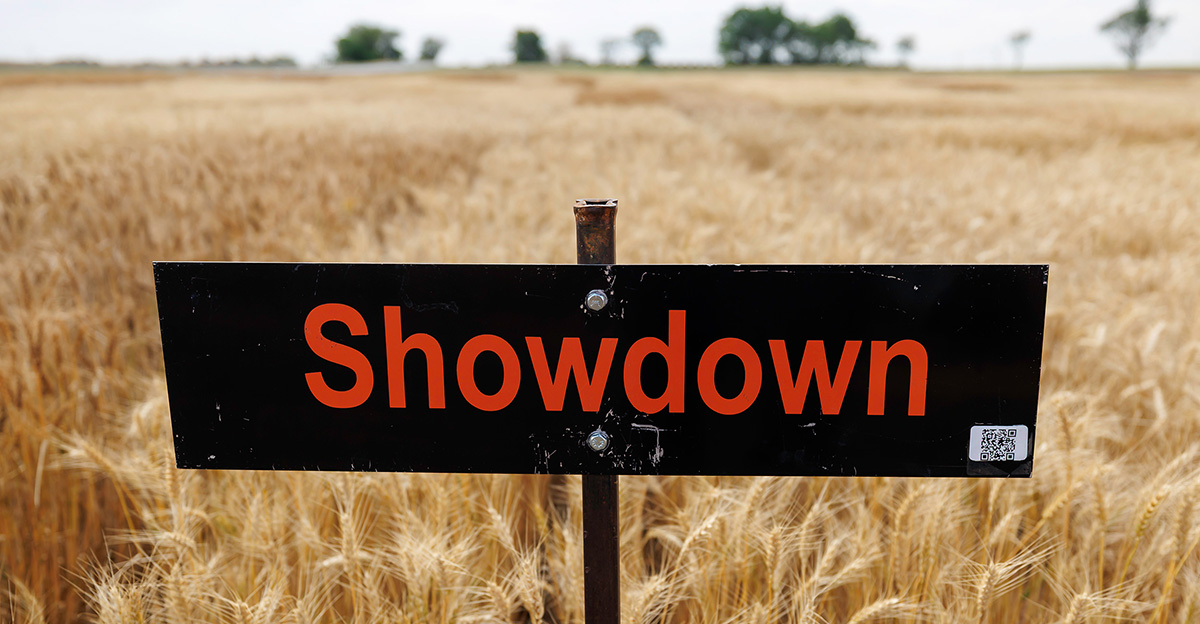 The Oklahoma State University wheat variety Showdown is a popular one for producers, including Fred Schmedt of Altus, Oklahoma. Schmedt utilizes the OSU Wheat Variety Trials results to make planting decisions each year. (Photo by Mitchell Alcala, OSU Agriculture)
