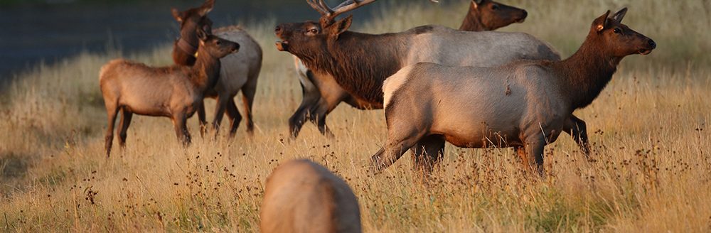 Elk (Wapiti), Cervus elephas, Yellowstone National Park, Wyoming, United States. (Adobe Stock-#189870605 │ Frank Fichtmüller)