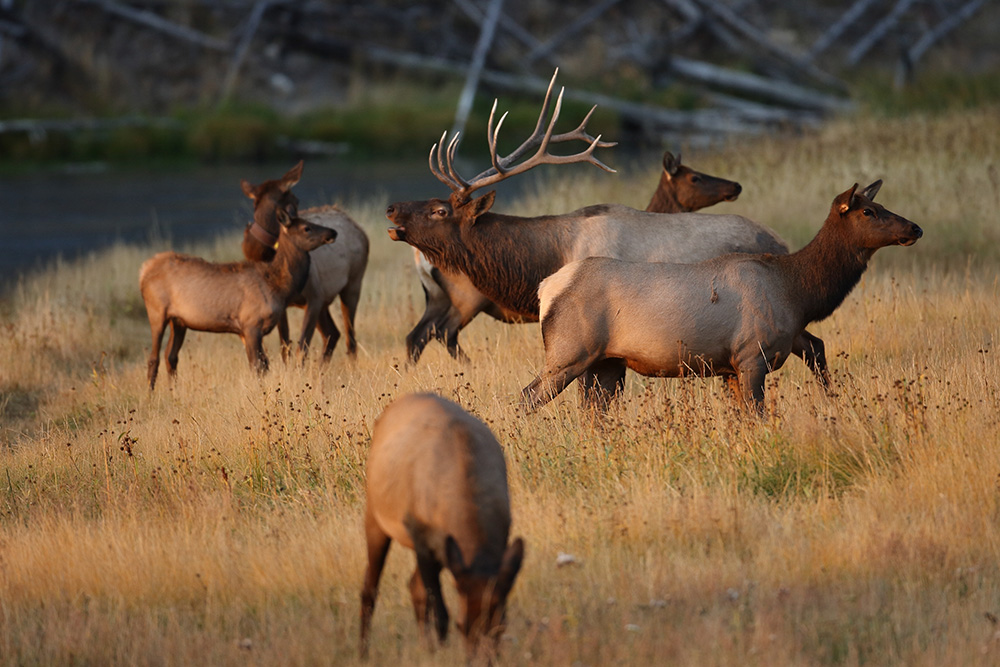 Elk (Wapiti), Cervus elephas, Yellowstone National Park, Wyoming, United States. (Adobe Stock-#189870605 │ Frank Fichtmüller)