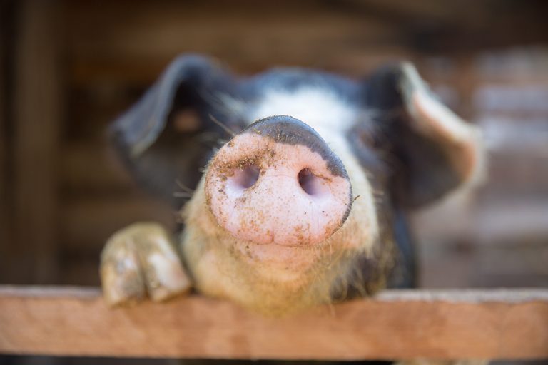 Pig nose in the pen. (Adobe Stock-#223646422 │ Nexa)