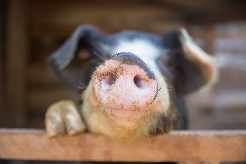 Pig nose in the pen. (Adobe Stock-#223646422 │ Nexa)